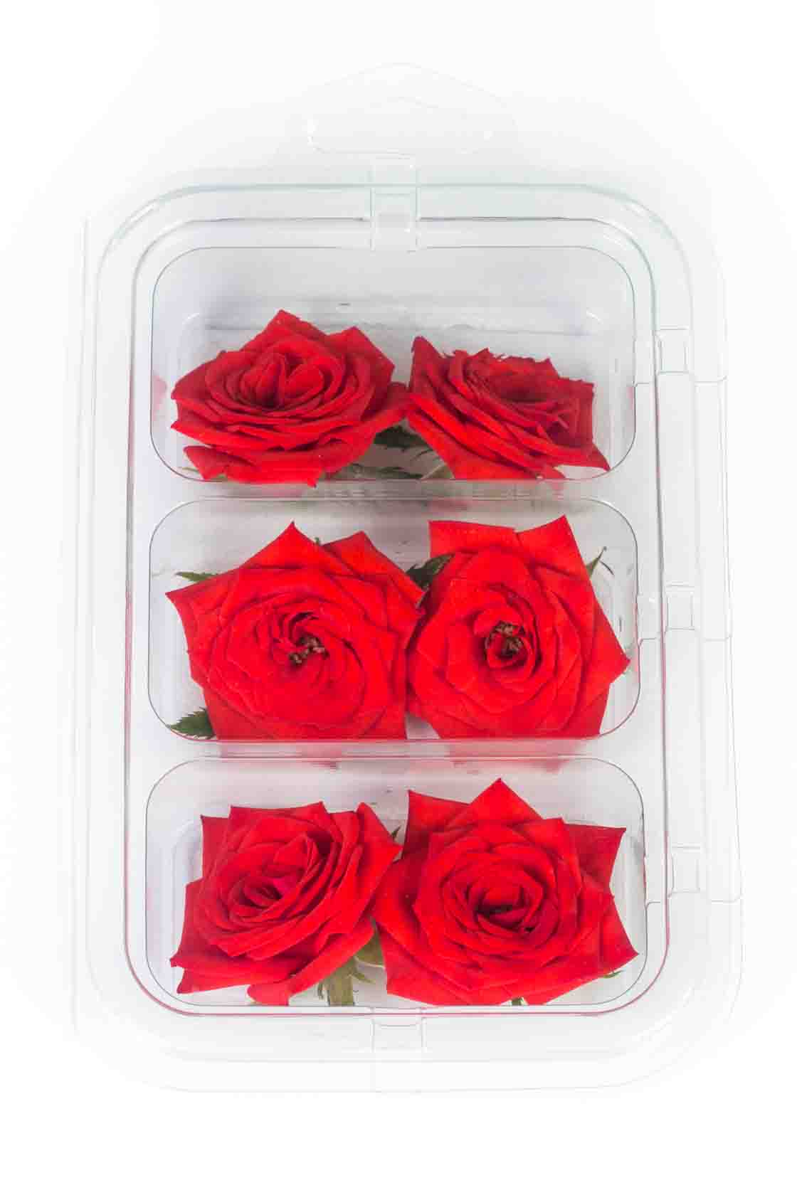 photography template for blocs website builder